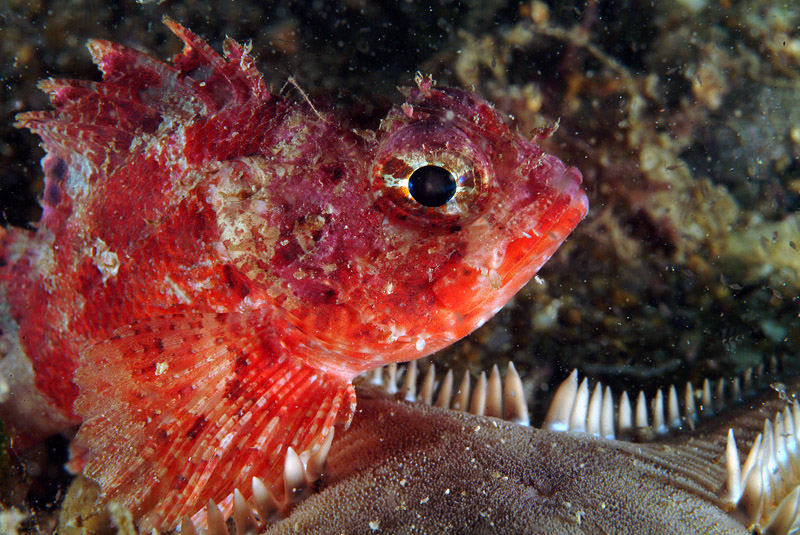 Scorpaena cf. notata con Astropecten platyacanthus